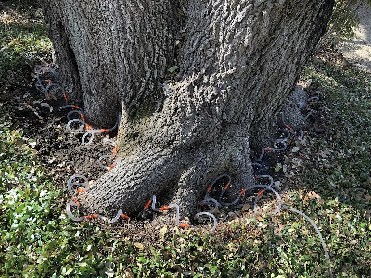 Detailed Tree Cabling and Bracing job site in Mayesville