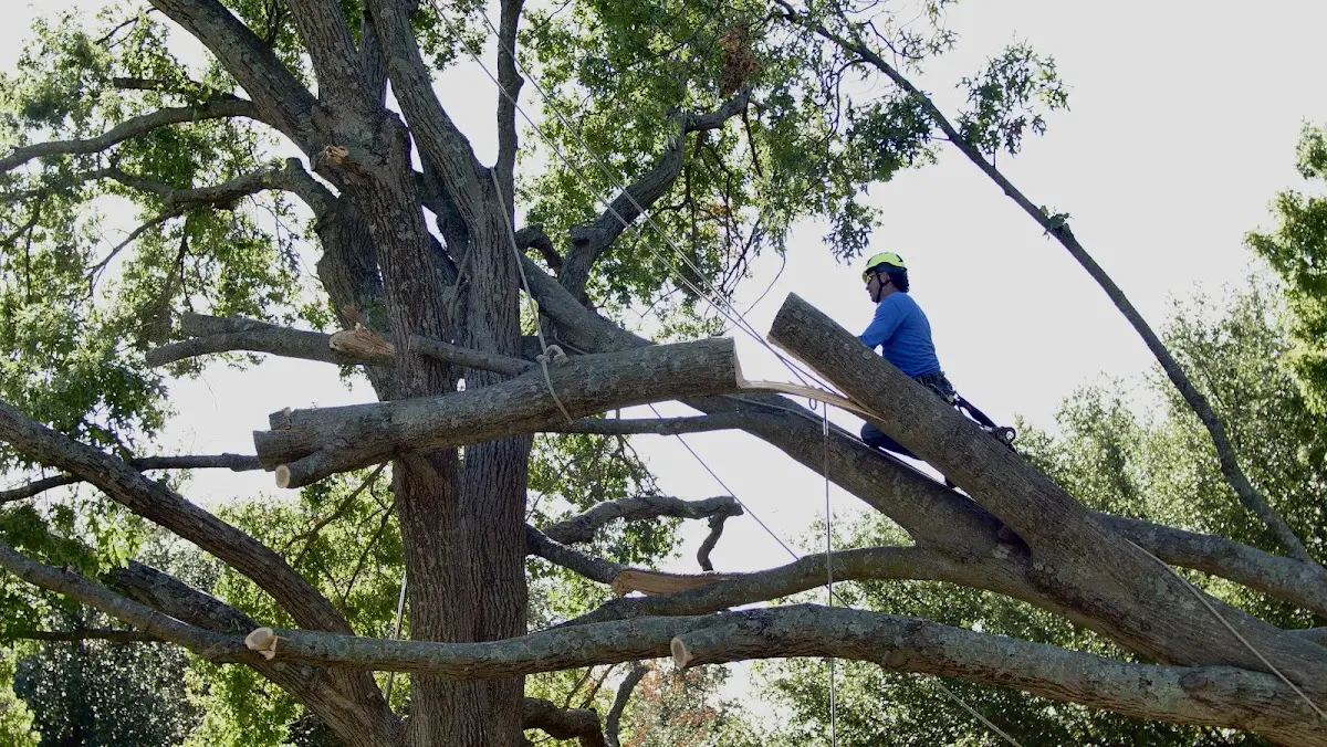 Professional Hazardous Tree Removal performed by certified arborists in Mayesville