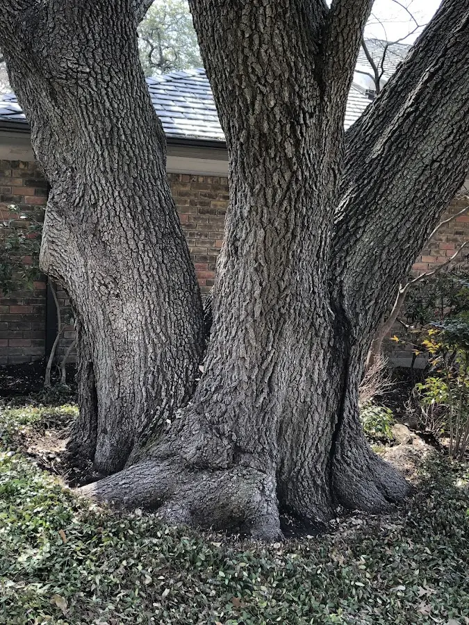 Mature heritage tree close to a Mayesville property cared for by certified arborists